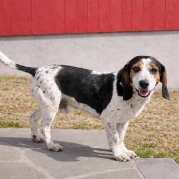 Beagle and Basset Hound Dogs Available for Adoption in Princeton, Massachusetts - Percy - In Rhode Island | PetCurious