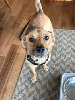 Zingo (Zero) -  Shepherd Dog for Adoption in Denver, Colorado - Zingo (Zero) | PetCurious