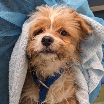 Terrier and Pomeranian Dogs Available for Adoption - Levi | PetCurious