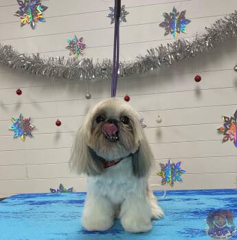 Shih Tzu Dogs Available for Adoption in Fresno, California - Teeny  | PetCurious