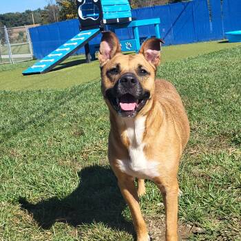 Rescue Shepherd Dogs for Adoption in Wooster, Ohio - ZOINKS | PetCurious