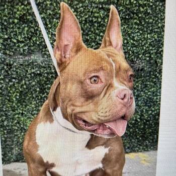 Roo -  Pit Bull Terrier and Mixed Breed Dog for Adoption in Tacoma, Washington - Roo | PetCurious