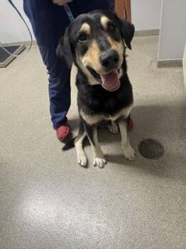 Ghost -  German Shepherd Dog and Mixed Breed Dog for Adoption in Pequot Lakes, Minnesota - Ghost | PetCurious