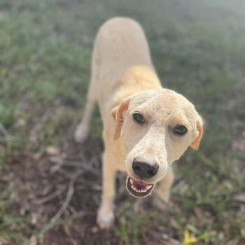 Rescue Labrador Retriever Dogs for Adoption in Harlingen, Texas - Sweet Pea | PetCurious