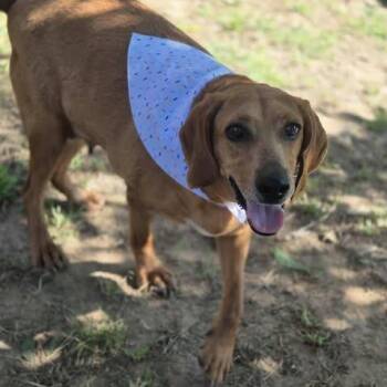 Hannah -  Hound and Mixed Breed Dog for Adoption in Dover, Arkansas - Hannah | PetCurious