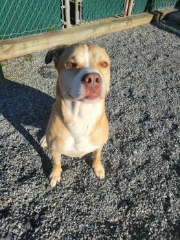 Blu -  Labrador Retriever and Husky Dog for Adoption in Lock Haven, Pennsylvania - Blu | PetCurious