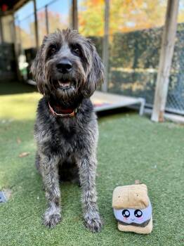 Mowgli -  Goldendoodle and Poodle Dog for Adoption in Sudbury, Massachusetts - Mowgli | PetCurious