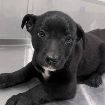 Cattle Dog and Shepherd Dogs Available for Adoption in Washburn, Missouri - Pluto | PetCurious