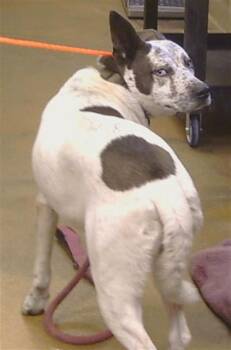 SERGIO -  Australian Cattle Dog Blue Heeler and Mixed Breed Dog for Adoption in Sacramento, California - SERGIO | PetCurious