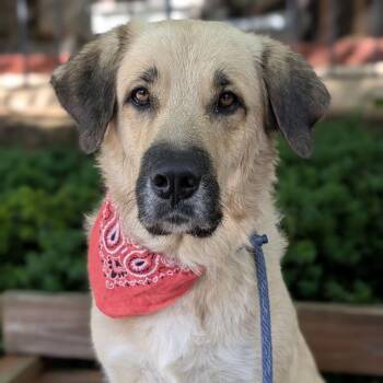 Matcha -  Anatolian Shepherd Dog for Adoption - Matcha | PetCurious