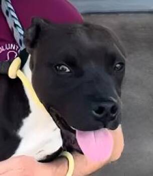 Pit Bull Terrier Dogs Available for Adoption in Pasadena, California - HANSEL | PetCurious