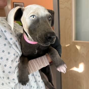 Rescue Doberman Pinscher and Terrier Dogs for Adoption in Austin, Texas - Whatchamacallit | PetCurious