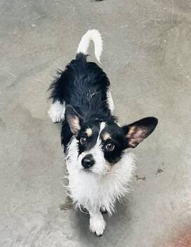 Terrier Dogs Available for Adoption in Council Bluffs, Iowa - Chichito | PetCurious