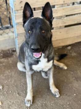 TAYLOR -  Shepherd and Mixed Breed Dog for Adoption in Riverside, California - TAYLOR | PetCurious