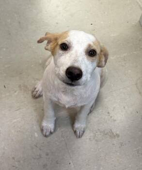 Reef -  Hound Dog for Adoption in Mobile, Alabama - Reef | PetCurious