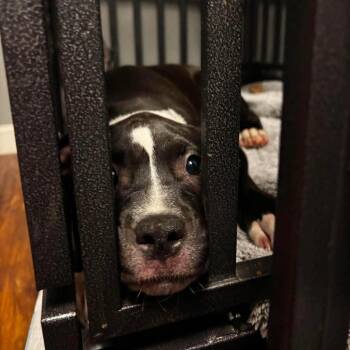 Hollander -  English Bulldog and Mixed Breed Dog for Adoption in St. Louis, Missouri - Hollander | PetCurious