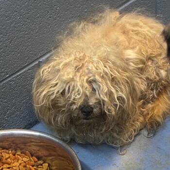 ollie -  Mixed Breed Dog for Adoption in Gadsden, Alabama - Ollie | PetCurious