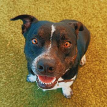 Bear -  Australian Cattle Dog Blue Heeler and Boston Terrier Dog for Adoption in Hays, Kansas - Bear | PetCurious