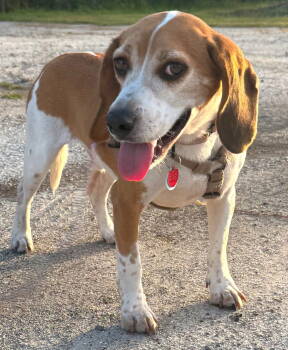 Rescue Beagle Dogs for Adoption in Dunnellon, Florida - Snap | PetCurious