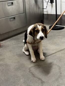 SYLVESTER -  Beagle and Mixed Breed Dog for Adoption - SYLVESTER | PetCurious