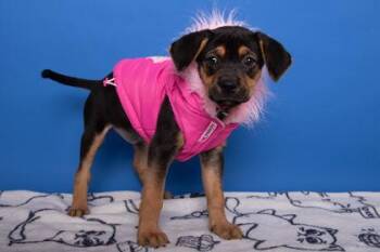 Retriever and Mixed Breed Dogs Available for Adoption - Mia | PetCurious