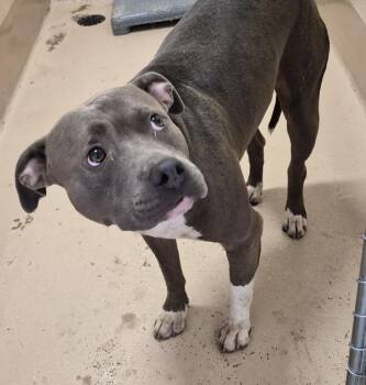 Ic7d Mako -  Pit Bull Terrier Dog for Adoption in Lawrenceville, Georgia - Ic7d Mako | PetCurious
