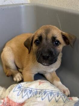 TAZZ -  Mixed Breed Dog for Adoption in Dallas, Texas - TAZZ | PetCurious
