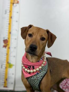 Lilith-One of our Amazing Rescue Dogs -  Black Mouth Cur and Chocolate Labrador Retriever Dog for Adoption in Carlsbad, California - Lilith-One Of Our Amazing Rescue Dogs | PetCurious