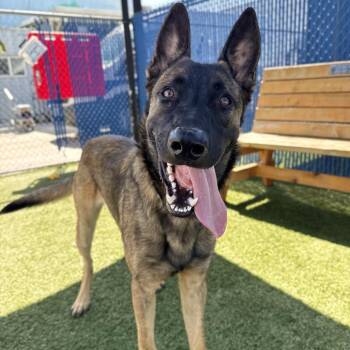 Trevor -  Belgian Shepherd Malinois and Mixed Breed Dog for Adoption in Long Beach, California - Trevor | PetCurious