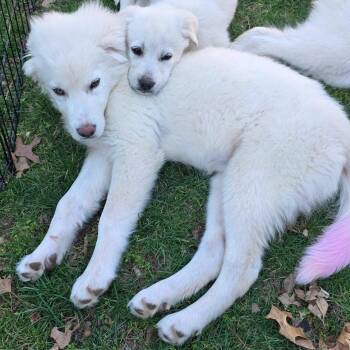 Great Pyrenees Dogs Available for Adoption - Yuki | PetCurious