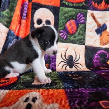 Shadow -  Terrier and Mixed Breed Dog for Adoption in Phoenix, Arizona - Shadow | PetCurious
