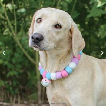 Willow -  Mixed Breed Dog for Adoption in Springboro, Ohio - Willow | PetCurious