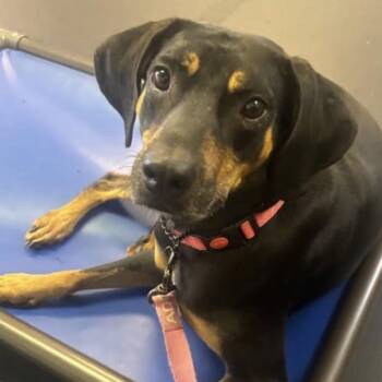 Bridgette -  Black And Tan Coonhound Dog for Adoption in Venice, Florida - Bridgette | PetCurious