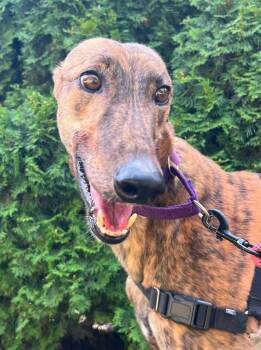 Benny -  Greyhound Dog for Adoption in Hopkinton, Massachusetts - Benny | PetCurious