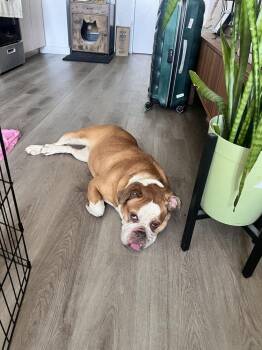 Kehlani -  American Bulldog Dog for Adoption in New York, New York - Kehlani | PetCurious