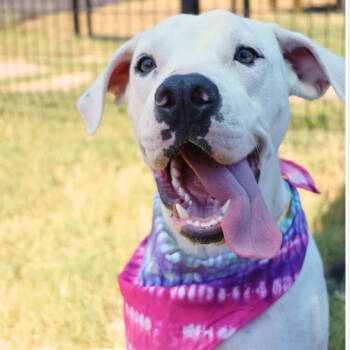 Rescue Boxer and Pit Bull Terrier Dogs for Adoption in Austin, Texas - Cloude JuM | PetCurious