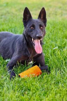 Chaka -  Belgian Shepherd Malinois Dog for Adoption in Kuna, Idaho - Chaka | PetCurious