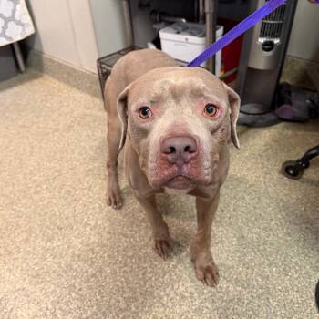 IVHS-Stray-140335 -  Pit Bull Terrier Dog for Adoption in San Gabriel, California - IVHS-Stray-140335 | PetCurious