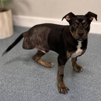 POGO -  Rottweiler and Mixed Breed Dog for Adoption in Greensboro, North Carolina - POGO | PetCurious