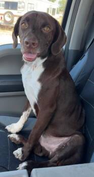 Tiny Tim -  Labrador Retriever and German Shorthaired Pointer Dog for Adoption in Great Bend, Kansas - Tiny Tim | PetCurious