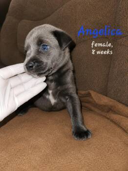 Angelica -  Labrador Retriever Dog for Adoption in Carmel Hamlet, New York - Angelica | PetCurious
