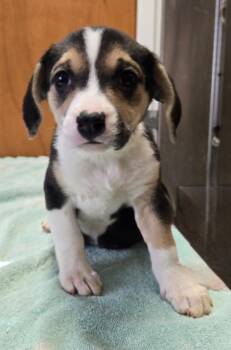 SUNNY -  Hound and Beagle Dog for Adoption in Sandusky, Ohio - SUNNY | PetCurious