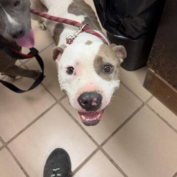 Peanut -  Pit Bull Terrier Dog for Adoption in Starkville, Mississippi - Peanut | PetCurious