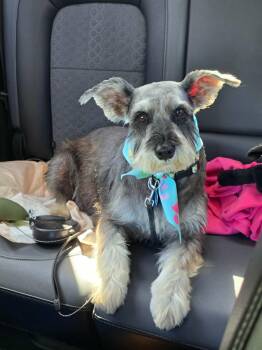 Rescue Miniature Schnauzer Dogs for Adoption in Las Vegas, Nevada - Maya | PetCurious