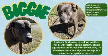 Pit Bull Terrier Dogs Available for Adoption in Powhatan, Virginia - Biggie  | PetCurious