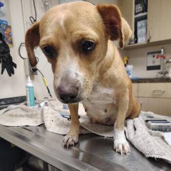 Kira -  Chihuahua and Mixed Breed Dog for Adoption in Lakeland, Florida - Kira | PetCurious