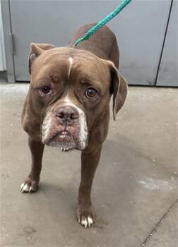 MAISIE -  Mixed Breed Dog for Adoption in Dallas, Texas - MAISIE | PetCurious