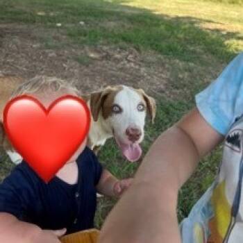 Rescue Catahoula Leopard Dog and Australian Shepherd Dogs for Adoption in Wadena, Minnesota - Brody | PetCurious