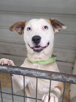 Fern -  Pit Bull Terrier Dog for Adoption in Walthill, Nebraska - Fern | PetCurious