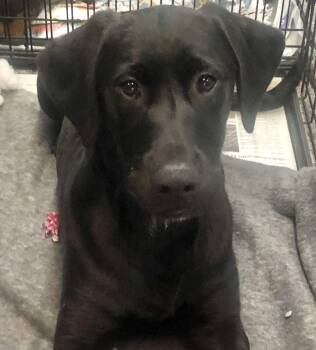 Labrador Retriever Dogs Available for Adoption in Parma, Ohio - Fig | PetCurious